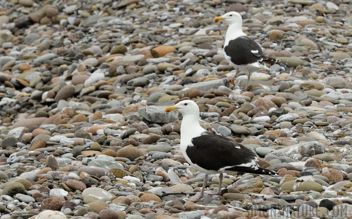 Larus marinus [400 mm, 1/1600 sec at f / 10, ISO 1600]